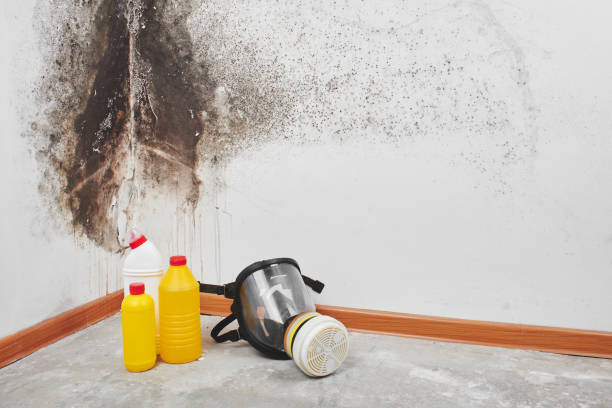 Crawl Space Mold Removal in Granger, IA
