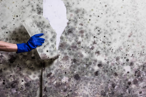 Attic Mold Removal in Granger, IA